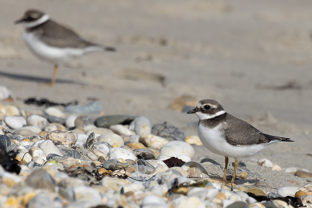 Ringed plover